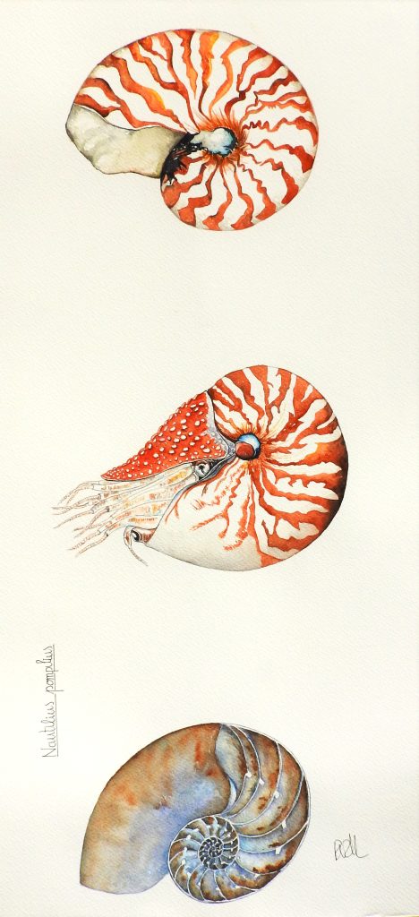 Nautilus nou