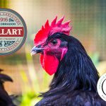 Pate_Mallart_GallPenedes2