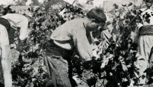 documental Elaboració i criança de vins de Pedro G.Maristany i Pere-Grau Conde de Lavern Films Cabot (Barcelona 1911-1917)